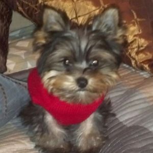 Meet your Posher, Laura